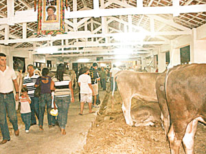 Exposição de bovinos está entre as atrações da feira agropecuária que reúne expositores de diferentes regiões do País, além de possibilitar programação de lazer e cultura para os visitantes FOTO: YAÇANÃ NEPONUCENA